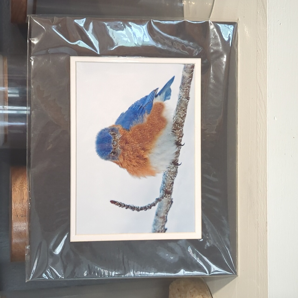 10x8 Black Matted Blue Bird Photograph